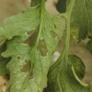 Tomato leaf mold