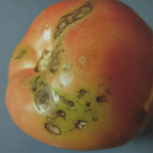 Tomato spotted wilt