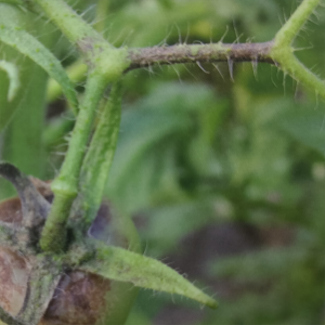 Tomato late blight