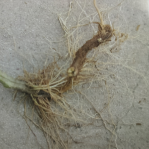 Kamatis Root Rot