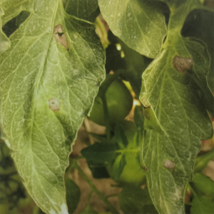 Tomato Gray Leaf Spot