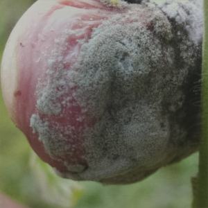 Grå tomatform