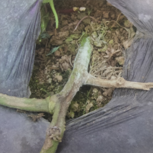 Tomato stem rot