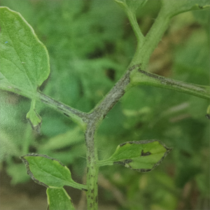 Tomato stem blight